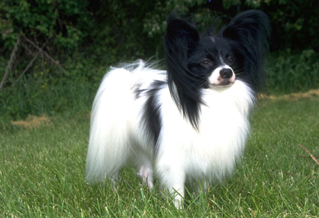 Ricetta Papillon – Bevande