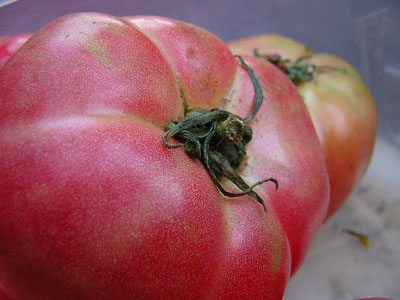 Ricetta Pomodori Della Costiera – Antipasto