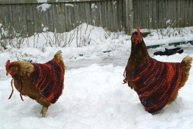 Ricetta Cock Eggnog – Bevande