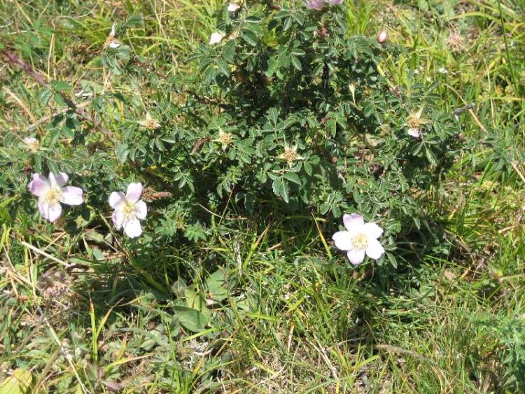Ricetta Rosa Sicula – Bevande