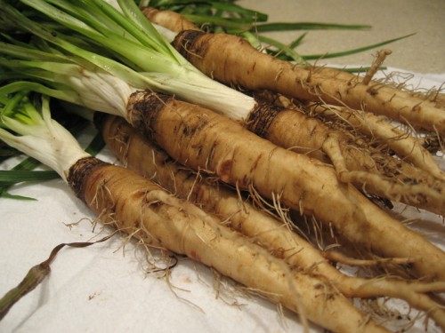 Ricetta Scorzonera Al Cren – Contorno