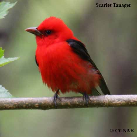 Ricetta Red Bird – Bevande
