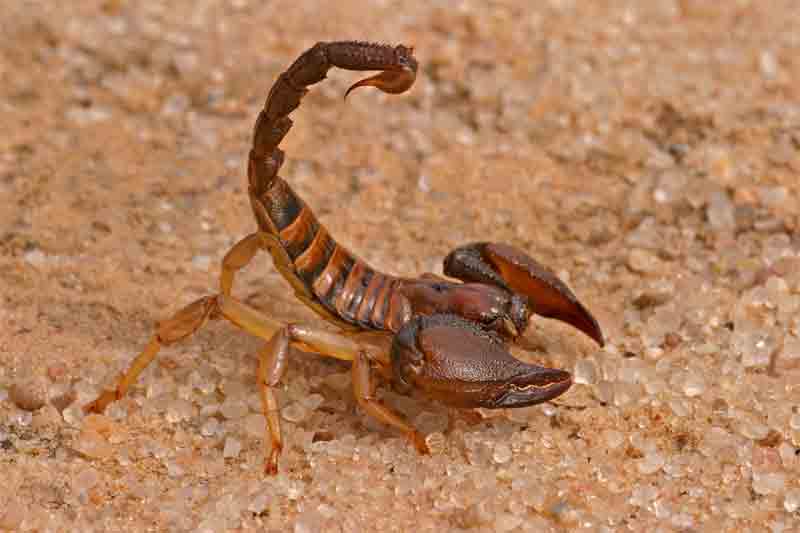 Ricetta Scorpion – Bevande
