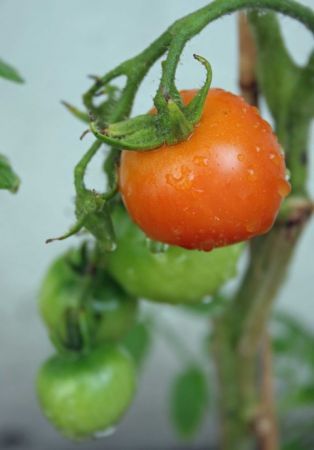 Ricetta Anello Di Gelatina Di Pomodoro – Contorno