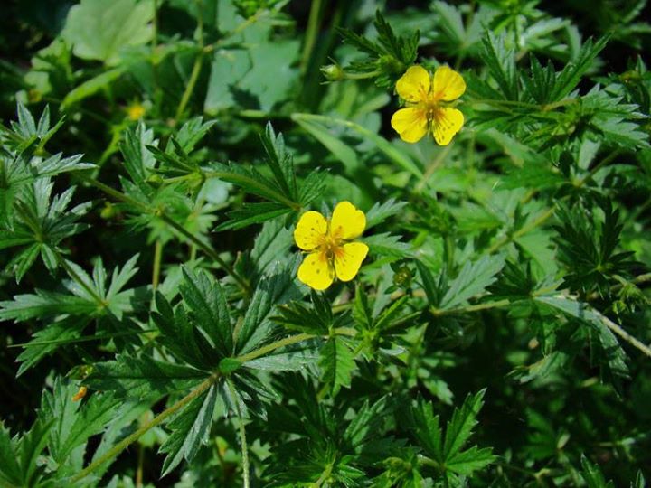 Ricetta Infuso Di Cinquefoglio (2) – Bevande