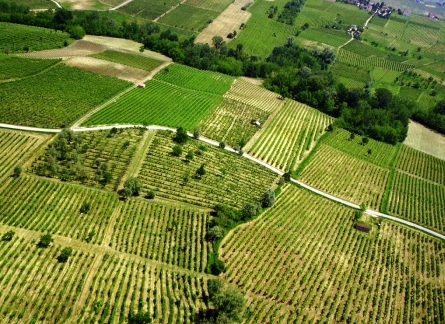 Ricetta Tagliatelle Della Bassa Romagna Al Trebbiano – Primo
