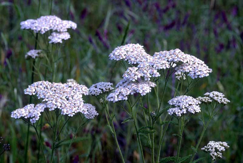 Infuso di Achillea