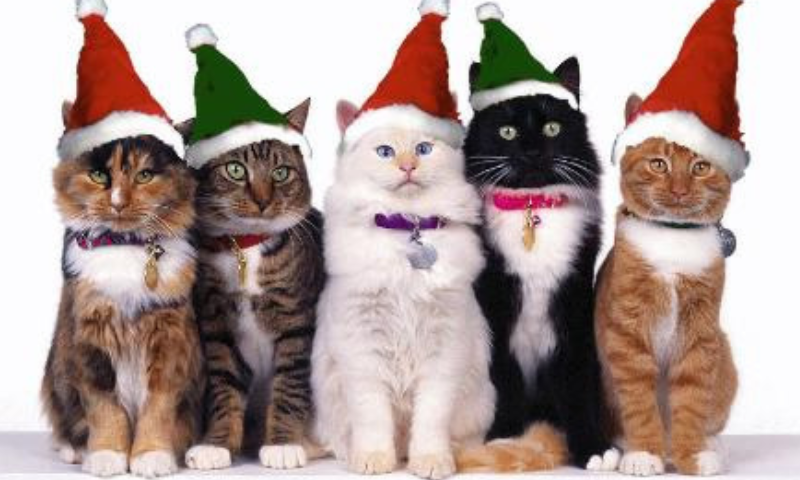 ?attachment id=20462