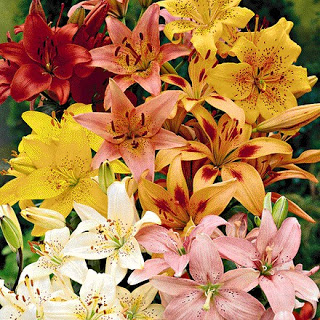 ?attachment id=19385