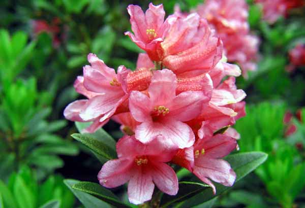 rododendro