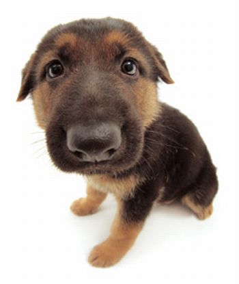 ?attachment id=21198