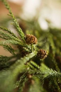 ?attachment id=21396