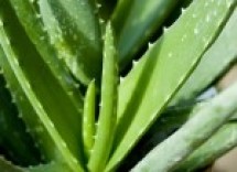 aloe vera