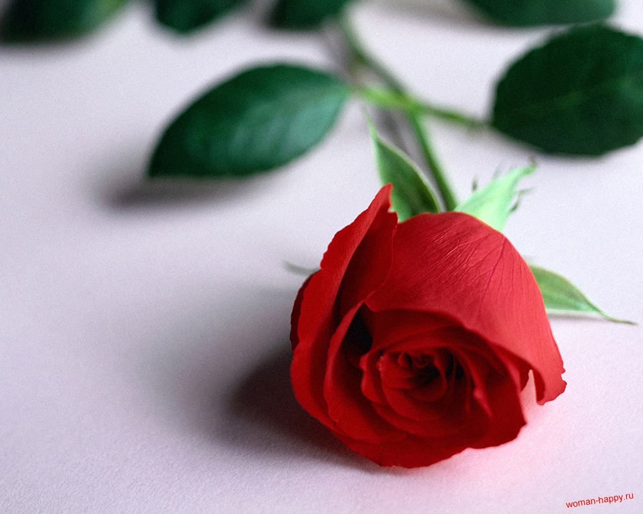 ?attachment id=22840