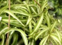 spider plant