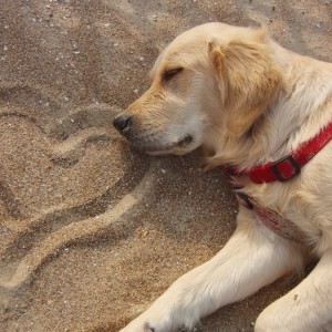 Libri da regalare per chi ama i cani