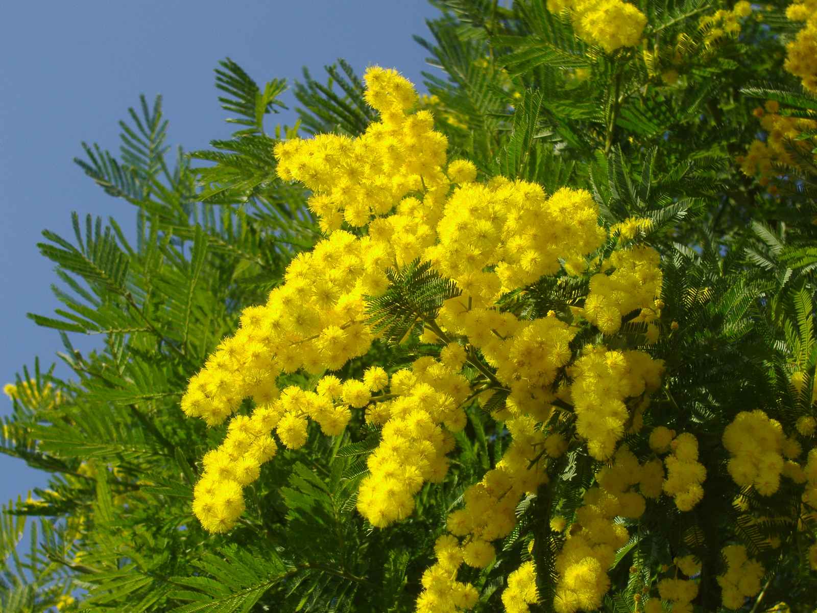 Idee originali per Festa della Donna in casa 8 Marzo 2015