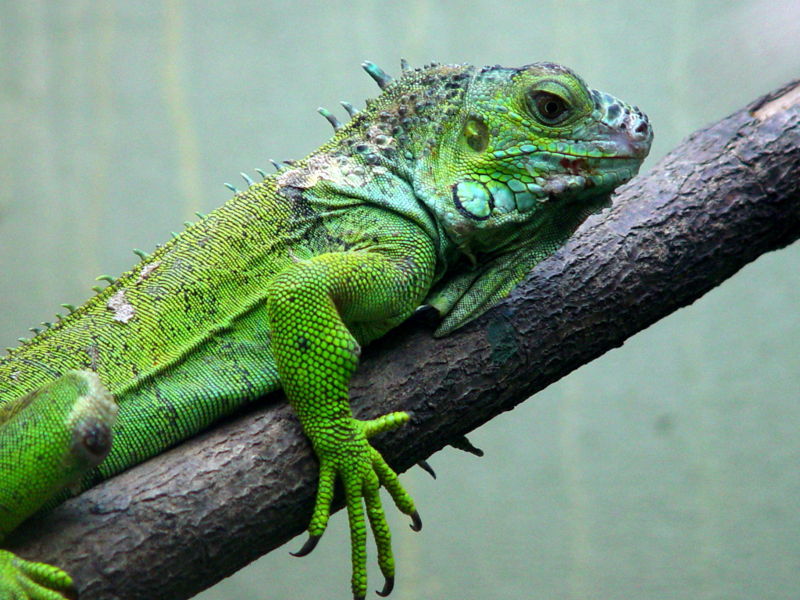 Come ricreare habitat naturale in casa per iguana