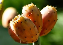 Quante calorie hanno i fichi d’india