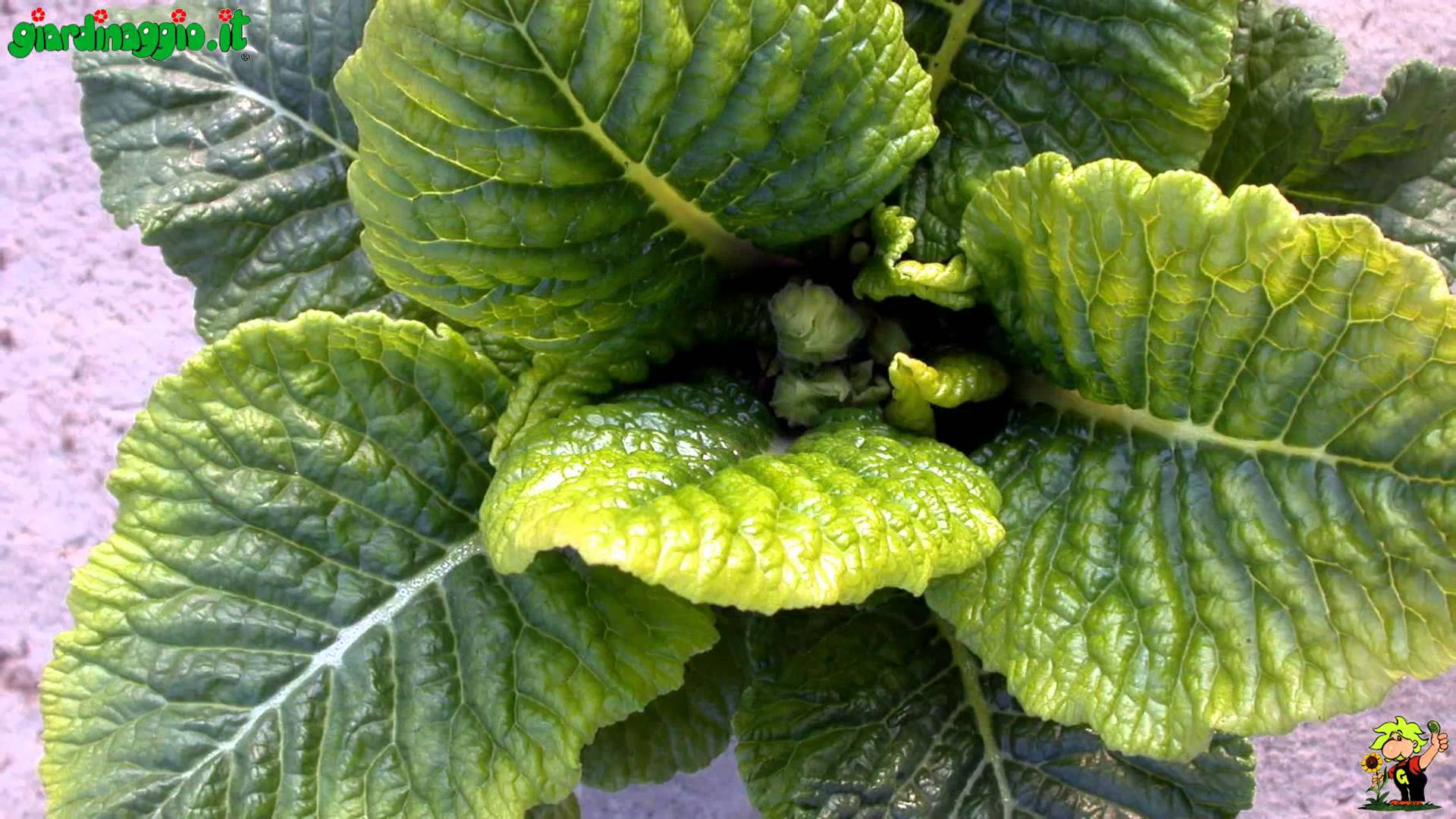 Quali sono segnali carenza di magnesio nelle piante