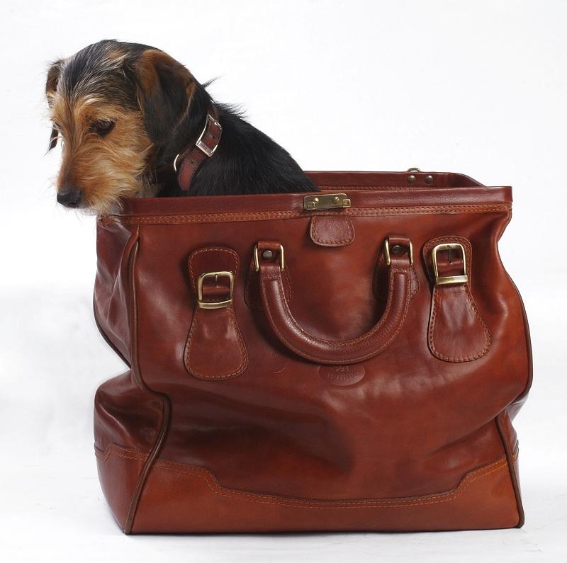 Compagnie aeree che accettano cani piccola taglia