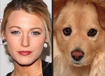 blake lively cucciolona