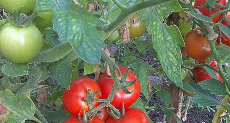 come coltivare pomodori NCG2