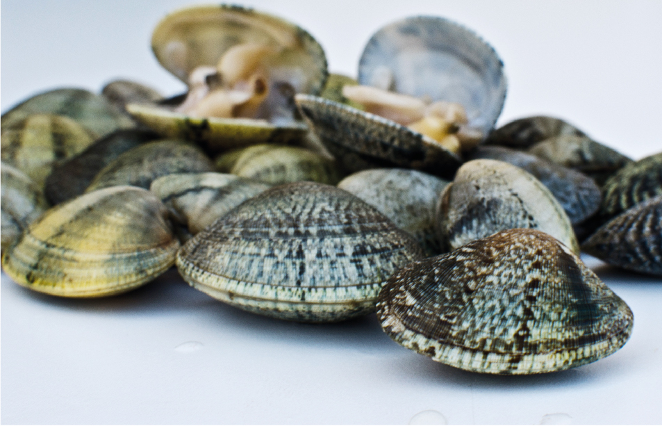 vongole