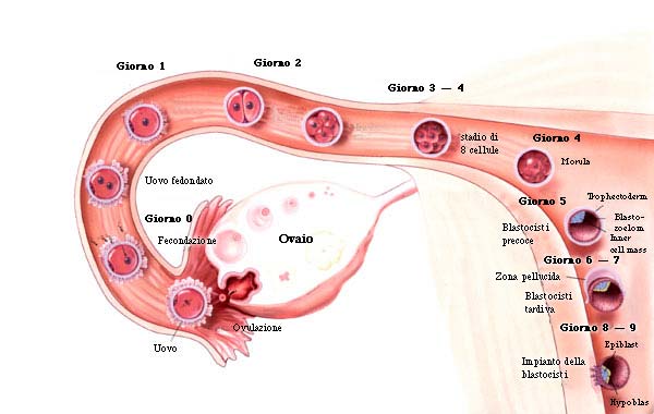 calcolo giorni fertili. ovulazione