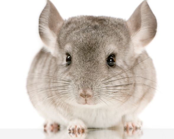 cincillà piccolo roditore