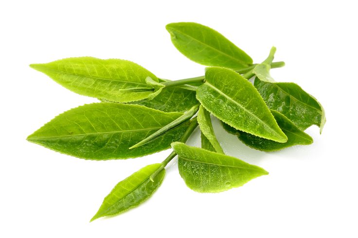Tisane proprietà brucia grassi