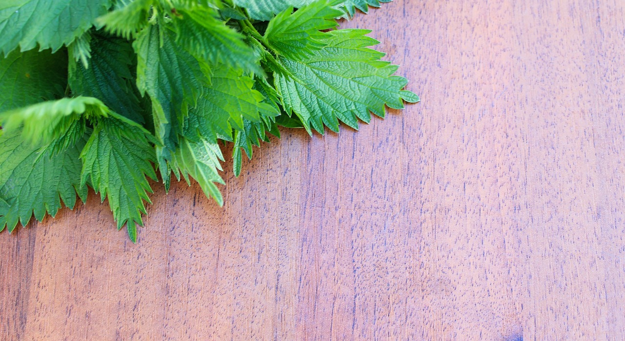 nettle on a wooden background 799938 1280