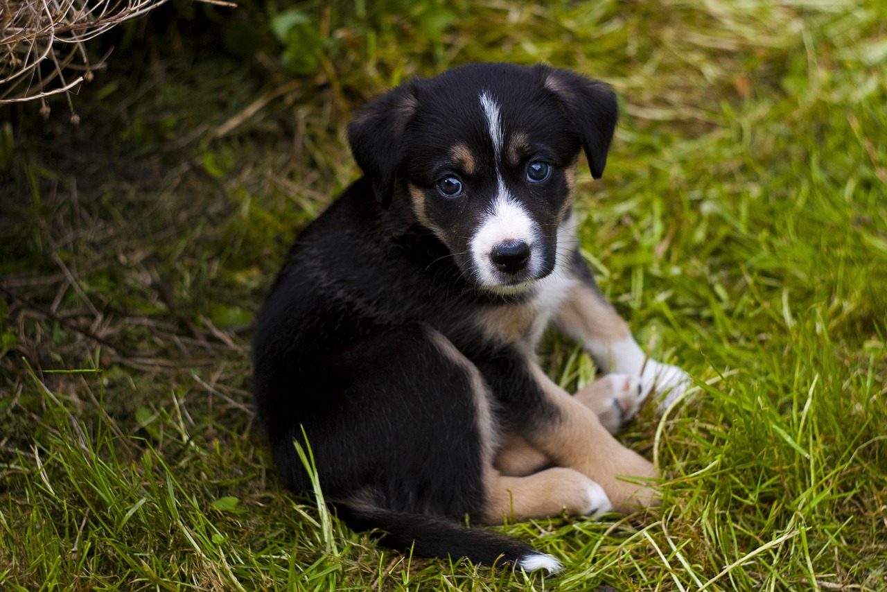 Come proteggere cani dalle pulci
