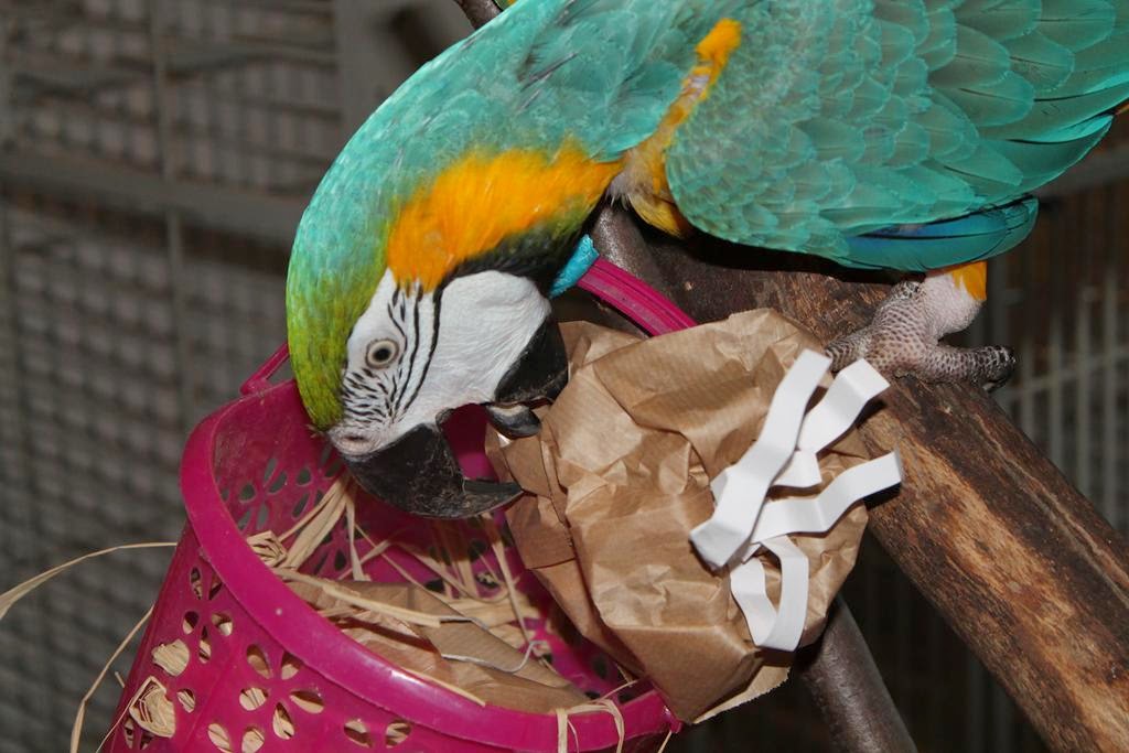 Come ricreare habitat naturale in casa per pappagallo Amazzone
