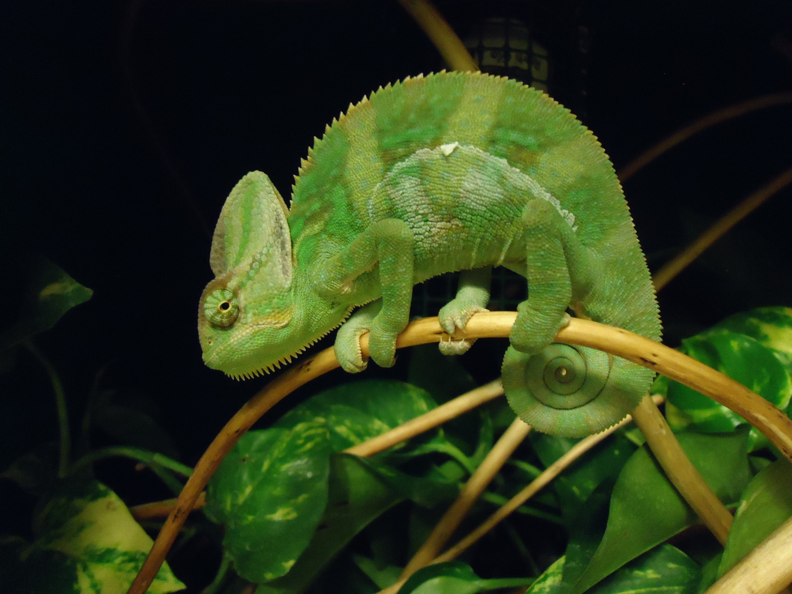 Cosa mangia il camaleonte calyptratus