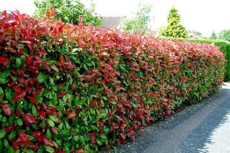 Come potare una siepe di photinia