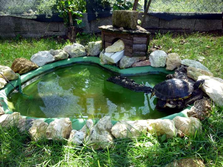 Come ricreare habitat naturale in casa per tartaruga