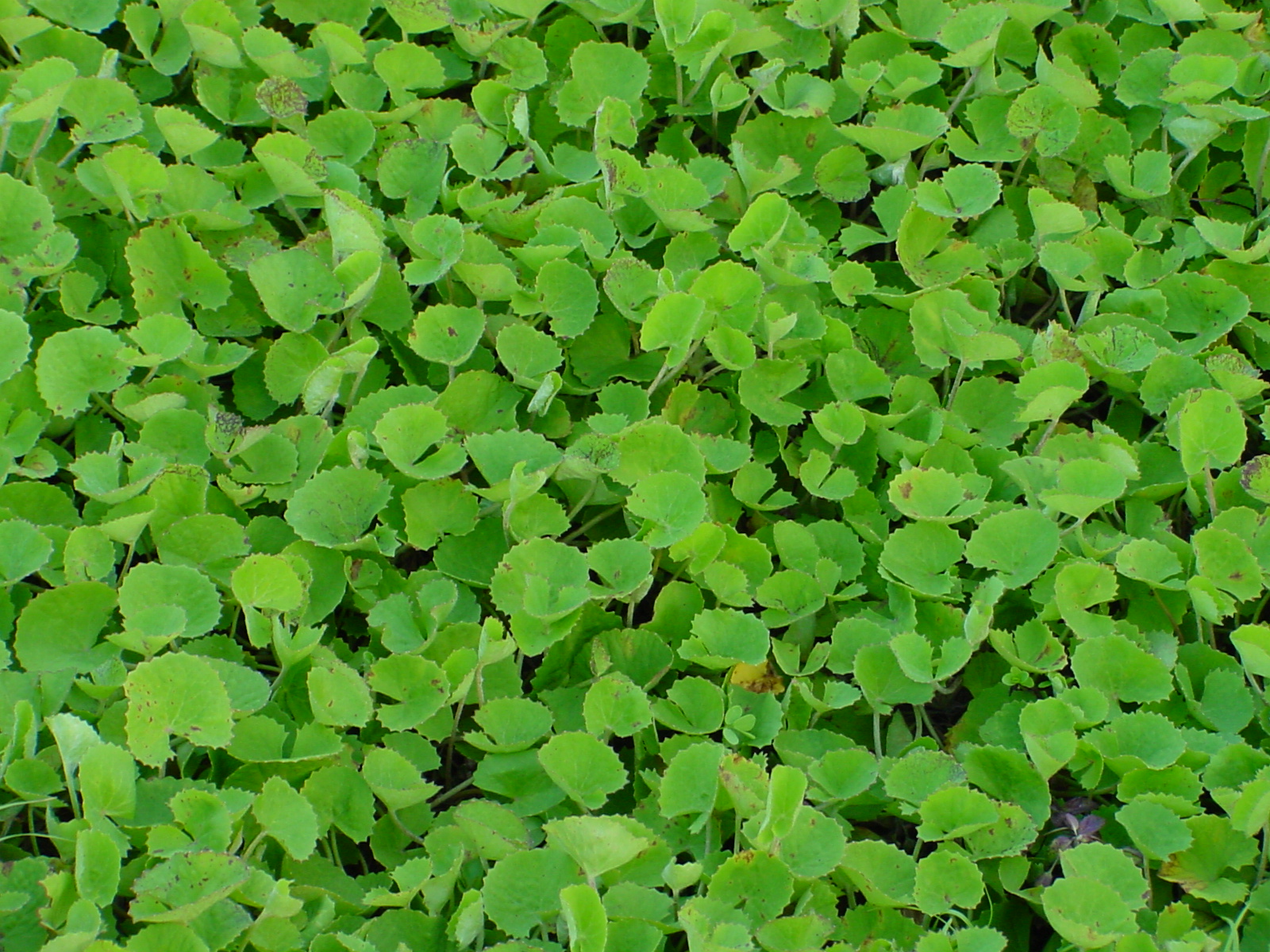 centella asiatica
