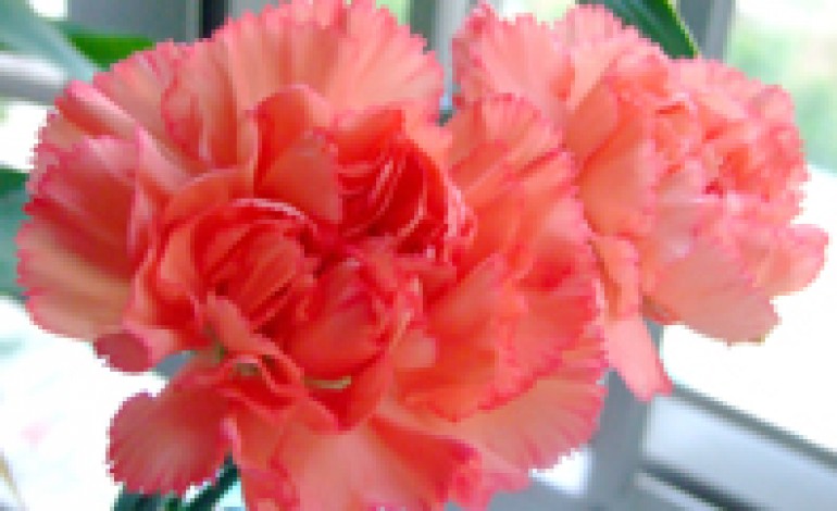 Quali fiori regalare alla donna gemelli