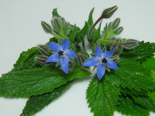 5 ricette con la borragine