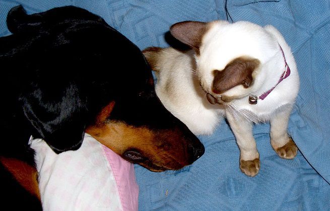 Migliori ansiolitici per cani