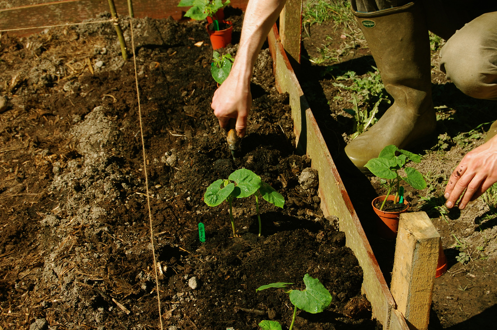 Come fare concimazione di copertura orto primavera