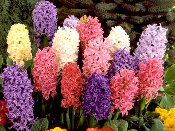 Quali bulbi piantare a maggio http