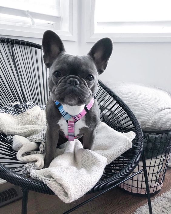 French bulldog