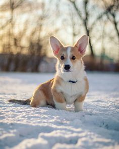 Welsh Corgi Pembroke