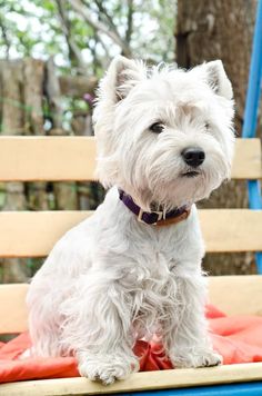 West Highland White Terrier