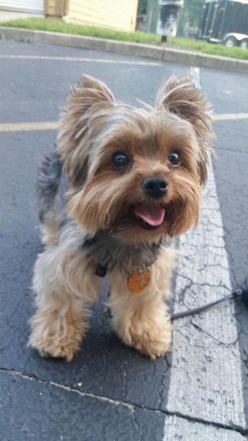 Yorkshire Terrier
