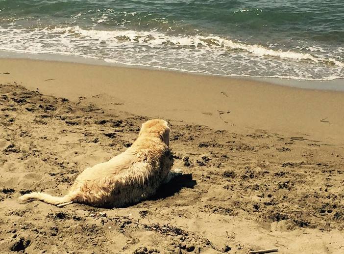 L'ultimo saluto a Oliver, da 15 anni amico a 4 zampe della Clerici