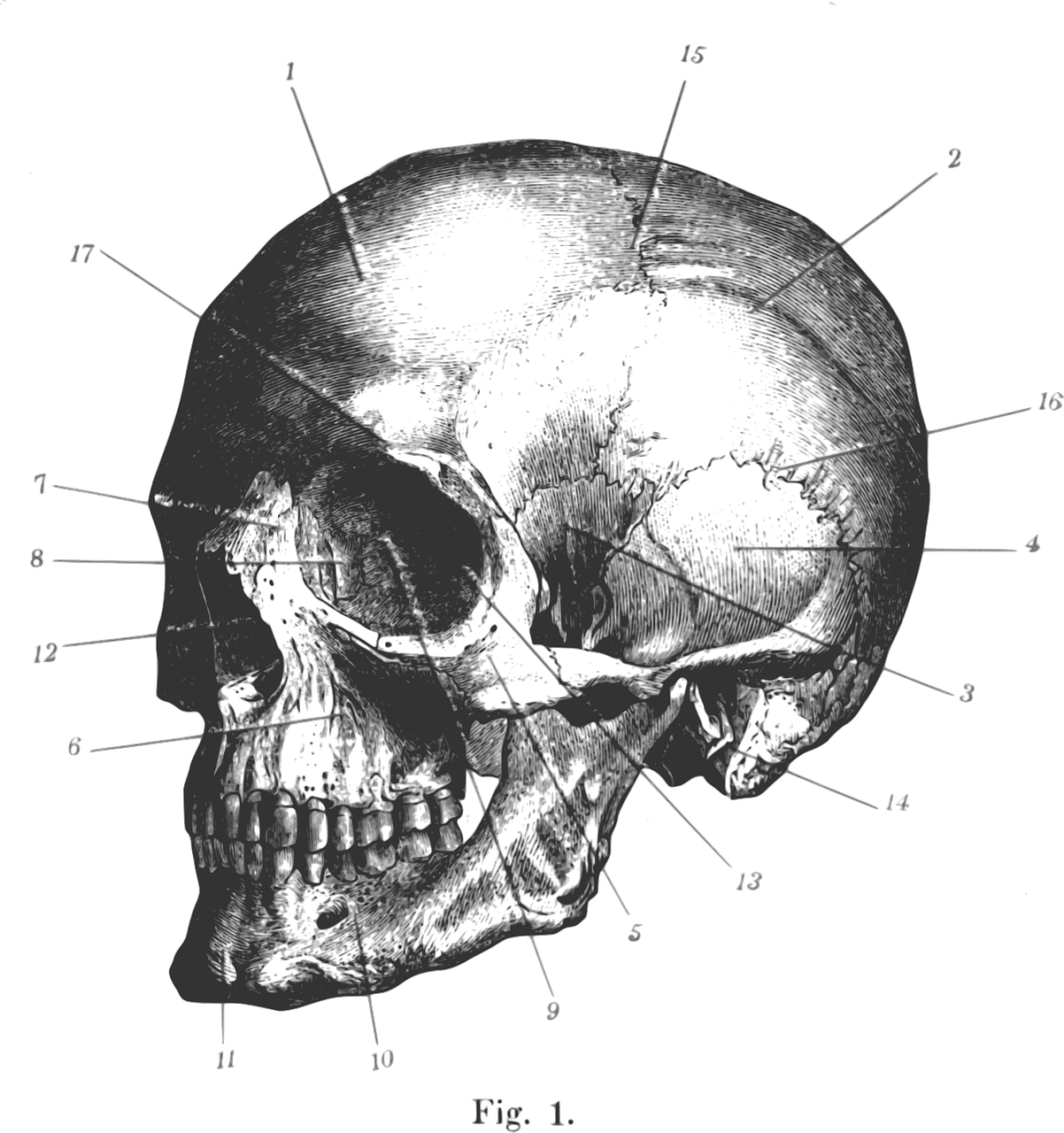 erezione post mortem