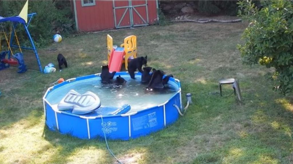 Gruppo di Orsi beccati in una piscina familiare